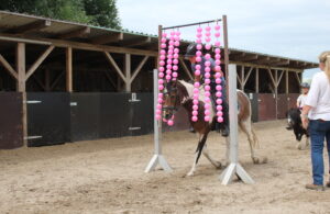 Bellino im Bällevorhang